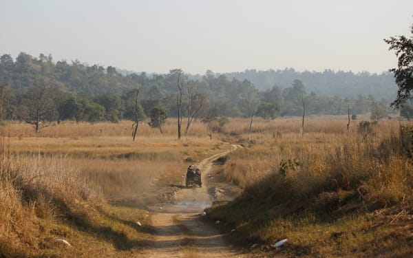An open safari jeep on a dirt track through dry deciduous forest at dawn