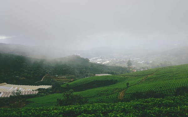 Rows of coffee bushes under tall shade trees on a misty Coorg hillside
