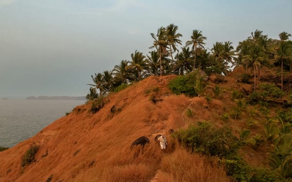 A near-empty palm-lined beach in south Goa in soft morning light