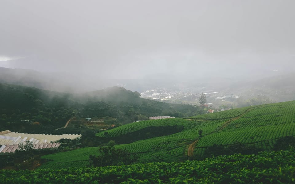 Rows of coffee bushes under tall shade trees on a misty Coorg hillside