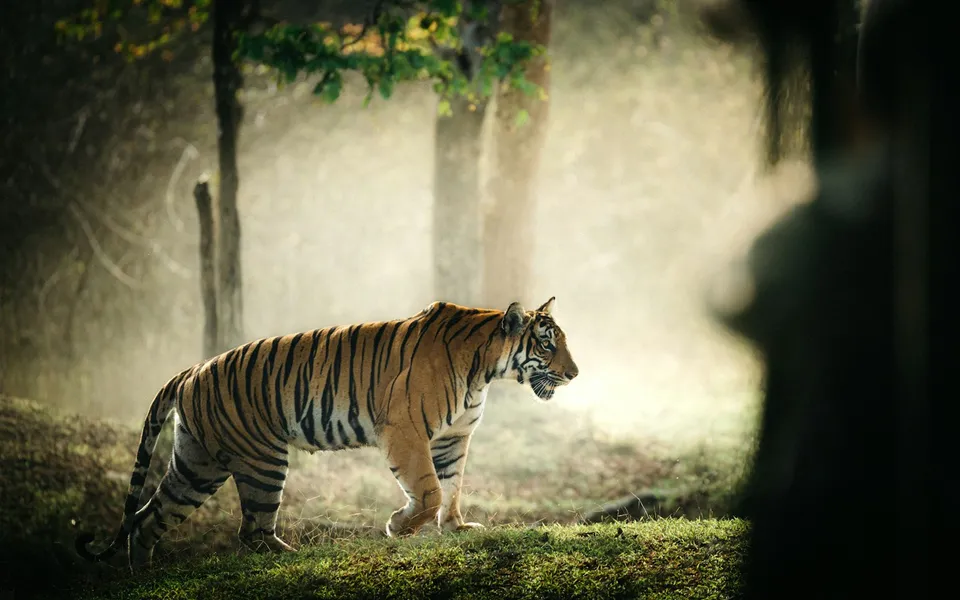 Wildlife